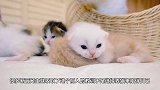 为什么被小猫舔过之后感觉痛痛的？当看到它们舌头后，涨见识了