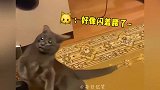 盘点那些猫咪的倒霉瞬间、猫-不至于一直这么倒霉吧？