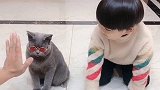 专业和替身的区别到底有多大猫 宠物