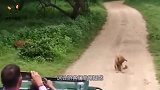狗狗突然拦住游客去路，下一秒冲出来一只猛兽，镜头记录全过程
