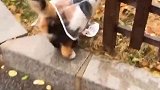猫：好不容易有新衣服了，我要出来转转！