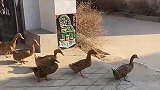 集合了集合了，全村出击