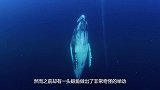 鲸鱼拼命往岸上游？逝后专家将它解剖，在场的人脸色都青了！