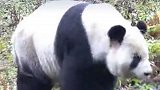 .“美丽中国行”之探访国家公园：四川日报记者李菲菲：川报人用镜头和笔触，记录并见证