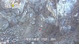 石头竟然能喂鸡？加它炖汤身价翻番