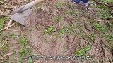 小伙地上挖个米坑招待朋友，扔进斤羊，出锅手撕着吃，真绝了
