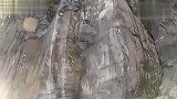 生活-羽翼侠高山跳伞,体验刺激快感