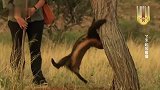 了不起的蜜獾：蜜獾爬到树上偷吃豹子的猎物