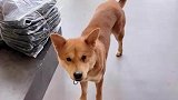 狗狗被猫欺负后，上门要说法
