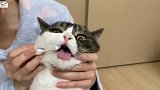 主人给猫咪刷牙，喵星人的反应太逗了，看完忍住别笑
