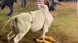 牛脾气太大了，这牛不一般