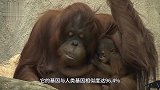 猩猩和婴儿一起长大，认为自己是人类，10月后专家急忙终止实验