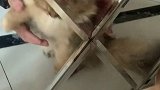 这个世界真的有金色之外的小猫咪么？！