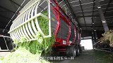 国外是怎样机械化喂养奶牛的，两台机器开过，收割喂养同步完成