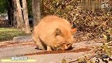 又来检查小猫咪的猫粮，检查之前佯装睡觉却暗中观察是否安全！