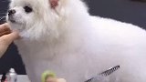 从狗子变成一颗“汤圆”，原来只需要一把剪刀！
