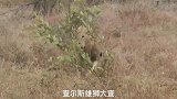 亚成年雄狮单挑地主雄狮，结果会怎么样？