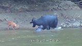 水牛妈妈带着孩子过河，不慎遭遇饿狼追杀，大战一触即发！