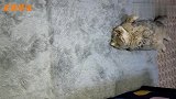 肥猫常见偷懒技能，很多铲屎官看穿后却欲哭无泪