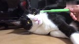 铲屎官用牙刷给母猫梳毛，母猫翻了一个白眼：这味有点重