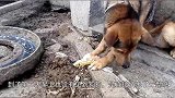 一整晚不见狗狗，以为它贪玩不回家，监控却记录了全过程，很悲伤