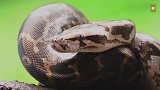 一种动物会让人毛骨悚然，来走进蟒的世界！知道蟒是长腿的吗？