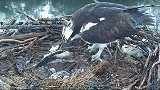 老鹰不断地呼唤着死去的小鹰