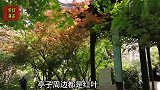 这个季节有枫叶？莲花池的这个古亭边，让人看不懂
