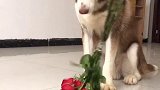 惊不惊喜，意不意外哈士奇 萨摩耶 萌宠成精了   涛哥训犬