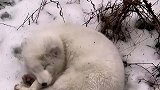 男子山里遇白狐以为没气了，没想到只是睡得太沉！