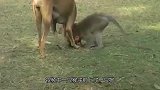 猴子不停纠缠狗子，狗子生气做出一举动，狗：我也是有尊严的
