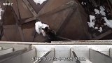 大雪天的可怜的流浪猫妈妈还要带着孩子出来找吃的