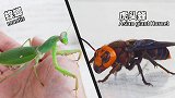螳螂VS凶猛胡蜂，看看谁更厉害？