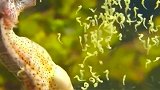 你见过由雄性繁殖的生物吗