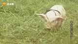 电视剧《春光灿烂猪八戒》片段，可爱的小猪，神演技，猪八戒由来