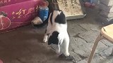猫：你快跑呀，不然多不好玩！