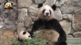 熊孩子撒娇要亲亲抱抱举高高，熊猫妈妈只好乖乖答应，太温馨了