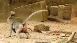 猴妈抢个孩子到处跑，带两只小奶猴累