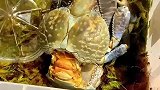 椰子蟹退壳，我以为他臭了