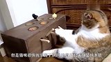 主人吻了一下小猫咪，没想到小猫咪又回了一个吻，真的是太萌了！