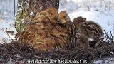 野猪取暖的方法就是聚集在一起，排队轮流到中间