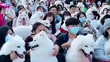 萨摩耶仆人见面会，来的基本都是小姐姐