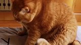 猫：腿短了，没法挠痒痒！