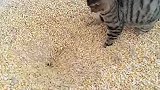 猫：铲屎的，你粮食都跑完了！