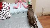 猫：让我试探试探，是敌是友啊！