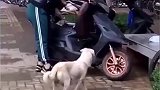 小狗被领养，狗妈妈赶来送别，转头离去的那一瞬间