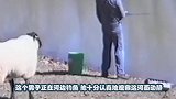 男子钓鱼时身后一头羊，羊看男子不爽直接冲上来，镜头拍下全过程