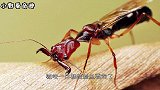 世界上毒性最强的蚂蚁子弹蚁，叮咬像子弹击中，疼痛指数第一