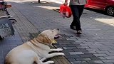 大爷肉掉在路上，下一秒小奶狗做出这举动，真让人意外呀