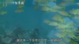 “深海巨人”是否真实存在体长30多米还能引发海啸